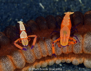 Two periclimens imperator on sea cocumber red
Nikon D800... by Marchione Giacomo 